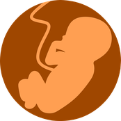 Fetus development and PFAS